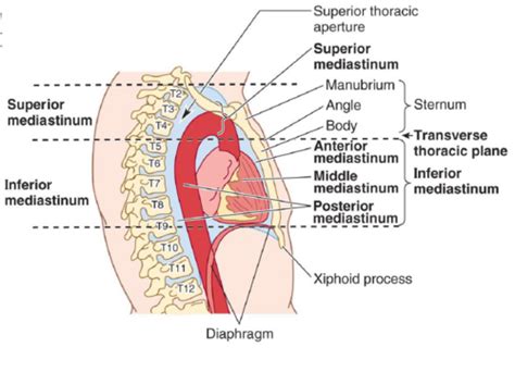 Cardio Anatomy Flashcards Quizlet