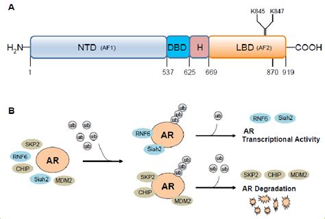 Androgen Receptor Ar Is Regulated By E Ubiquitin Ligases A Diagram