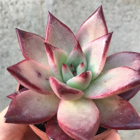 Echeveria Electra Tudo Sobre Essa Suculenta Guia Das Suculentas