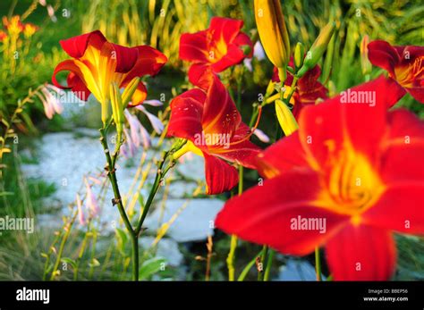 Red and Yellow daylilies in full bloom Stock Photo - Alamy