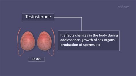 Sex Hormones Youtube