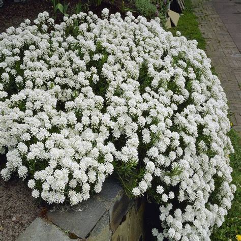 Buy Iberis Sempervirens Snowflake Affordable Gardens4You Co Uk