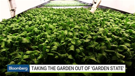 Watch Aeroponics No Sun No Soil No Problem Bloomberg