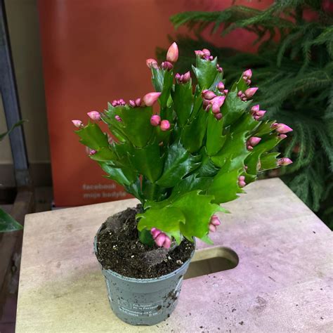 Schlumbergera Kaktus Bo Nonarodzeniowy Pomara Czowykoralowy