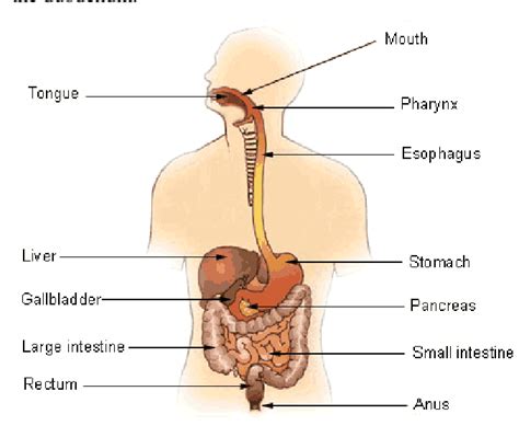 Figure 1 From GASTRORETENTIVE DRUG DELIVERY SYSTEM Swapnil More