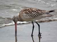 Barge Rousse Limosa Lapponica Bar Tailed Godwit