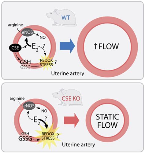 Cystathionine γ Lyase Promotes Estrogen Stimulated Uterine Artery Blood