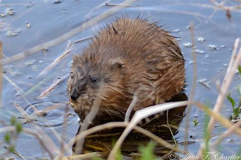 Minnesota Seasons Muskrat