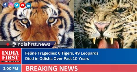 Feline Tragedies 6 Tigers 49 Leopards Died In Odisha Over Past 10