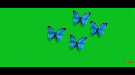 Animating Flying Butterfly Green Screen Copyright Free Videos