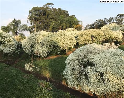 Viveiro Ciprest Plantas Nativas E Ex Ticas Neve Da Montanha