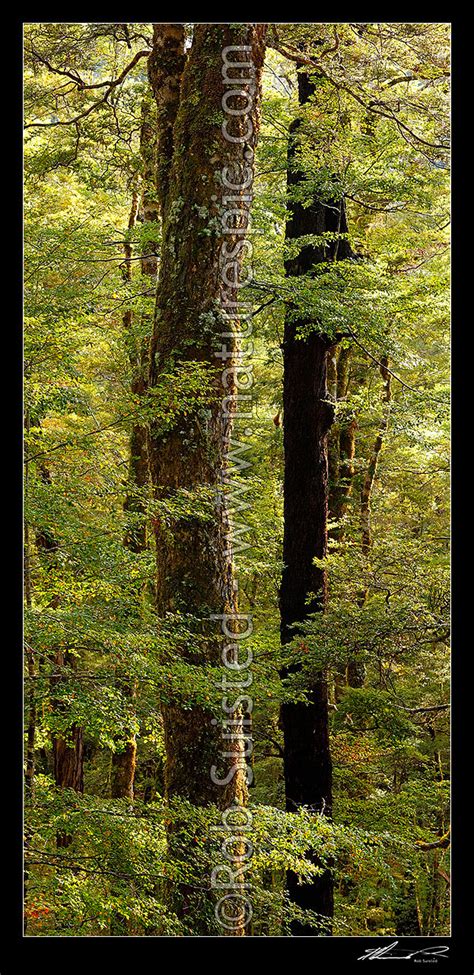 Red Beech Forest Interior Trees Trunks And Leaves Fuscospora Fusca