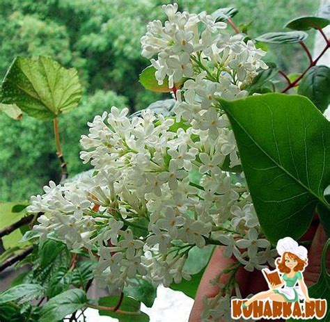 Рецепт: Растирание из сирени