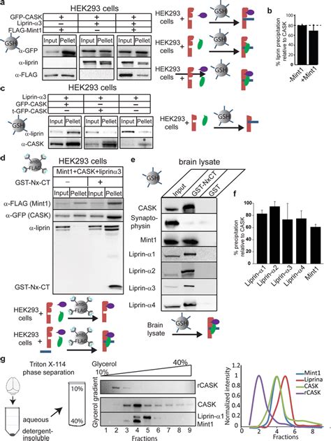 The CASKneurexin complex binds to both liprin α and Mint1