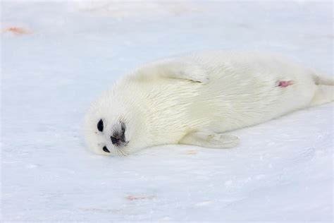 Harp Seal Pup On Ice Iles De La Photograph By Keren Su Fine Art America