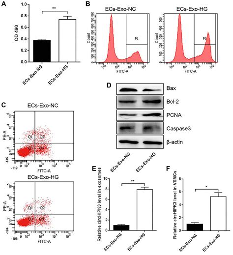 Endothelial Cell Derived Exosomal Circhipk3 Promotes The Proliferation