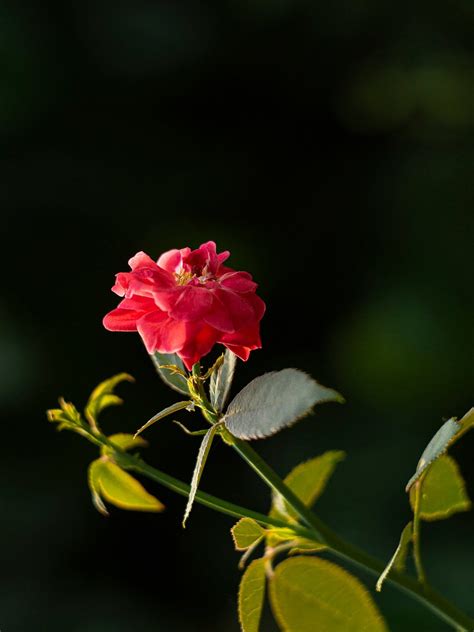 China Rose Blume Pflanze Rote Kostenloses Foto Auf Pixabay Pixabay