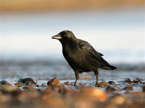 Carrion Crow Bird Facts (Corvus corone) | Bird Fact