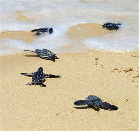 10 Facts about Leatherback Sea Turtles | Less Known Facts