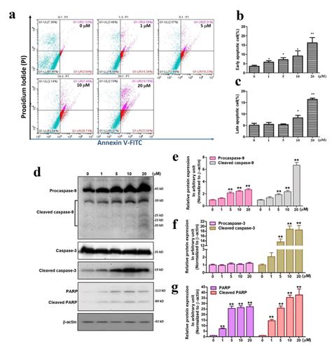 The Effects Of Sinularin On Apoptosis And DNA Damage A Annexin