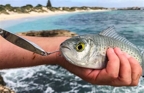 Scotts Species Australian Herring Fun For Every Fisher Recfishwest