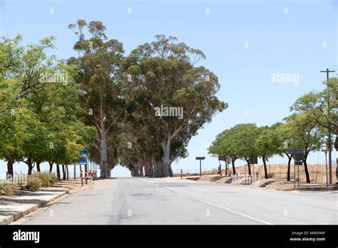 An Avenue Of Gum Trees On The R44 Highway At Porterville In The Western