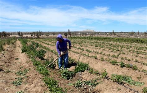 Apertura Sepada Ventanilla Del Programa Estatal De Apoyo Al Sector