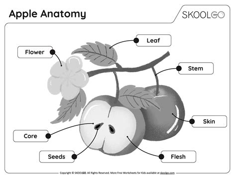 Apple Anatomy Free Worksheet Skoolgo