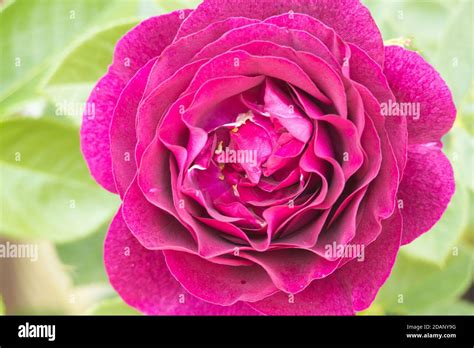 Rose Twilight Zone Stock Photo Alamy