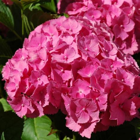 Саженец Гортензия "macr. Jip Pink", Горшок P10,5, Лето 2024 (10521674 ...