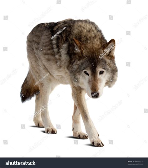 Wolf Isolated Over White Background Shade Stock Photo 99672713 | Shutterstock