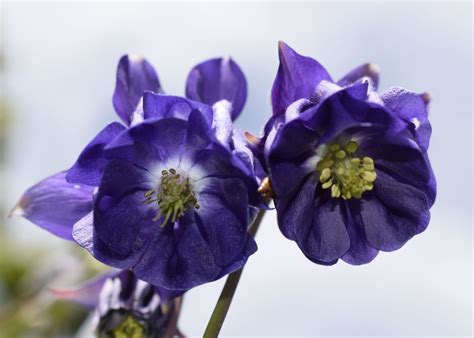 Below The Bluebells Poster Picture Metal Print Paint By Sheena