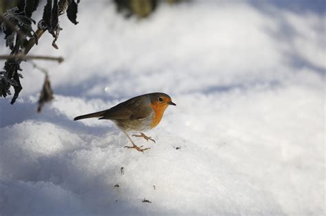 Robin Bird Snow - Free photo on Pixabay - Pixabay