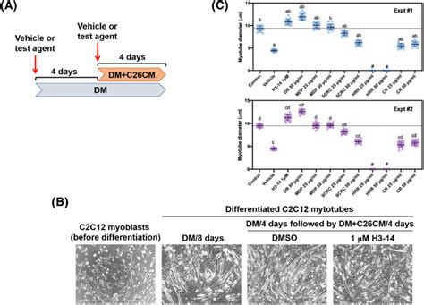 Effects Of TCMs On C26CM Induced C2C12 Myotube Atrophy A Schematic