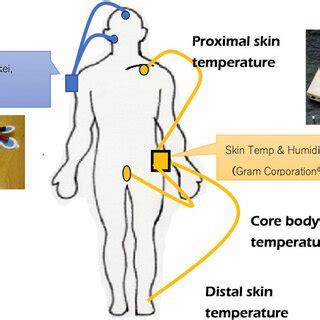 Experimental Equipment Core Body Temperature Rectum Proximal Skin