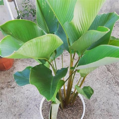 Tanaman Hias Pisang Kalatea Tanaman Hias Pisang Calathea Lazada