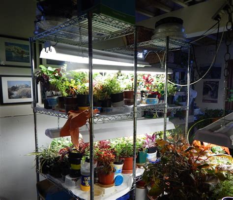 How To Turn A Basement Into A Greenhouse Fine Gardening