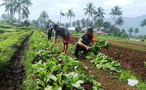 Bantu Petani Panen Sawi Wujud Kebersamaan Babinsa Di Wilayah Binaan