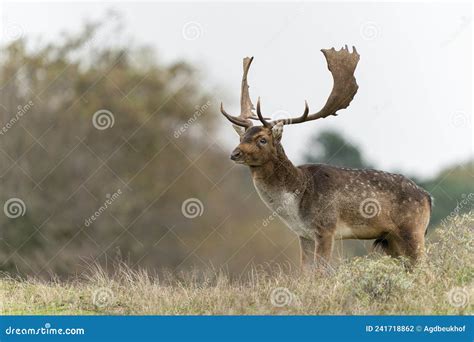 Male Fallow Deer Dama Dama In Rutting Season Stock Photo Image Of