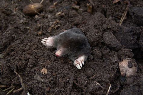 9 Animaux Qui Creusent Des Trous Dans Le Jardin Avec Photos