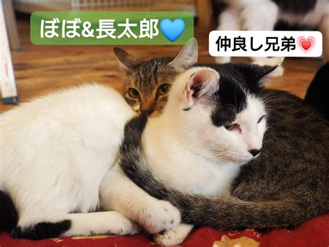 保護猫シェルターにゃんさとは皆さんに応援していただく形の開放型シェルターです ️ わんとにゃんのブログ