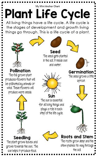 Science Posters And Anchor Charts Distance Learning Plant Life Cycle Life Cycles