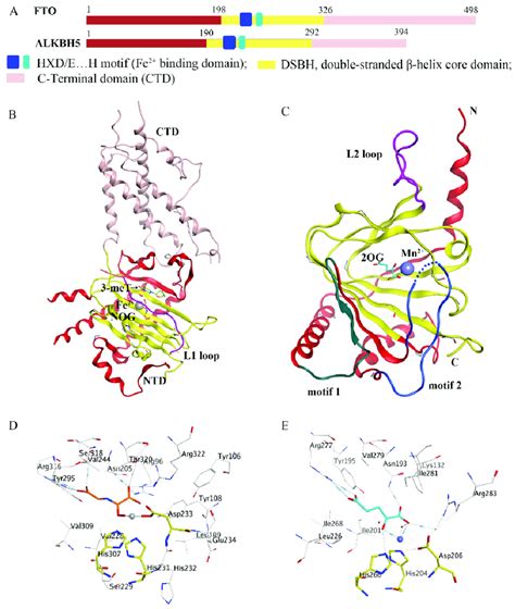 Comparison Of Fat Mass And Obesity Associated Protein FTO And AlkB