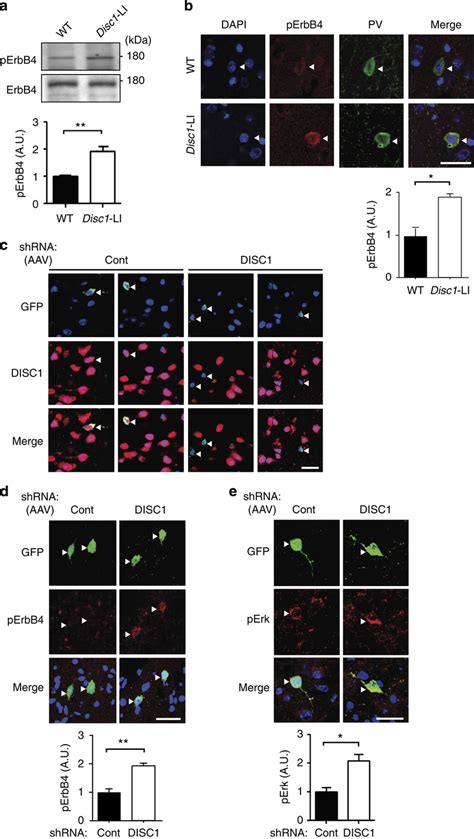 Interneuronal Disc1 Knockdown Enhances Erbb4 Activation And Signalling