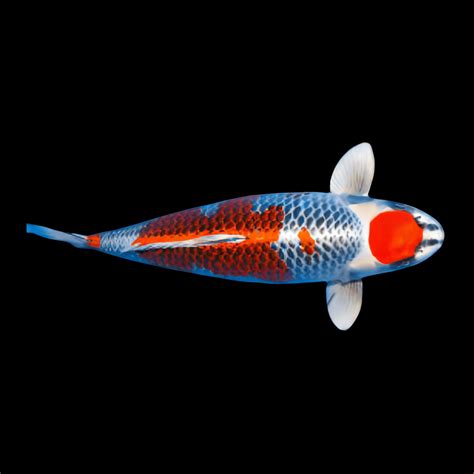 Kujaku Grade A Koi Carp Cyprinus Carpio Sims Tropical Fish Tropical