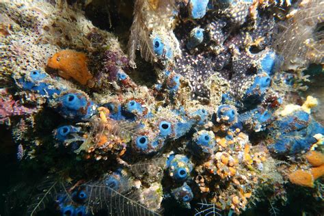 Amphimedon Queenslandica From Mida Creek Road J P Vjw Watamu Kenya