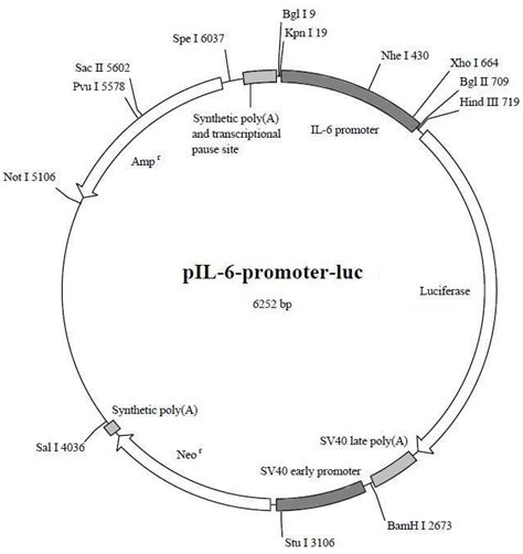 IL 6启动子荧光素酶报告基因质粒