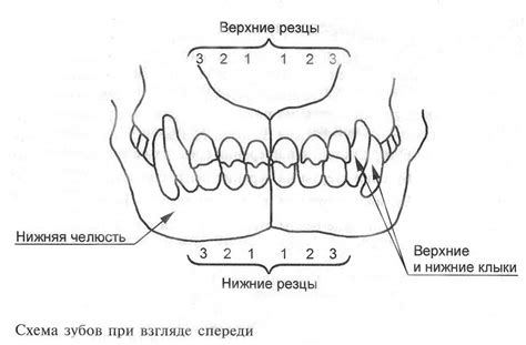 Подробное описание зубной формулы собаки: схема и строение челюстей