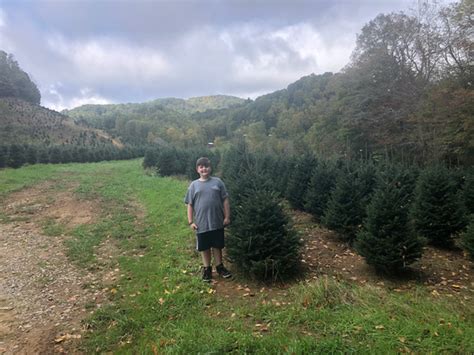 Christmas Tree Farm Johnson Brothers Nursery Christmas Trees Newland