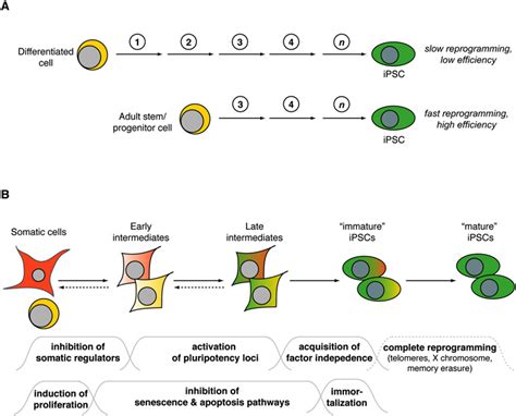 Models Of Cellular Reprogramming A Mature Cells Such As